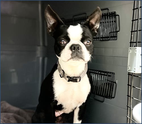 ボストンテリアってどんな犬？