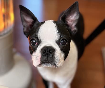 豊かな表情と愛らしい仕草で気持ちを伝える