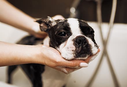 お手入れは短時間でOK！嬉しいトリミングフリー