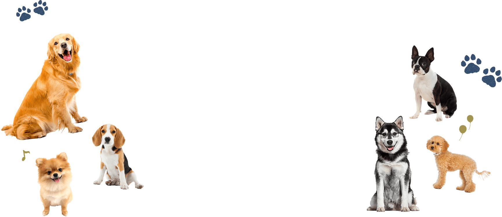 ワンちゃんの画像