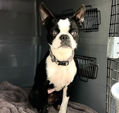 ボストンテリア