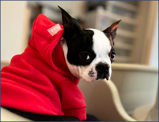 ボストンテリアのことならBOOGIe DOGGY
