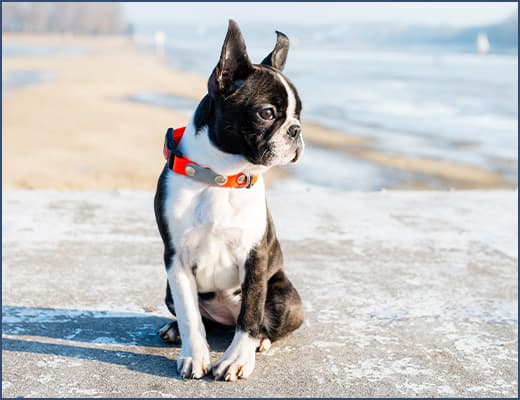 ボストンテリアのことならBOOGIe DOGGY
