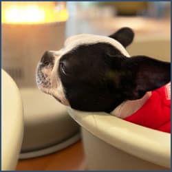 ボストンテリアのことならBOOGIe DOGGY