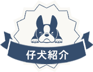 仔犬紹介
